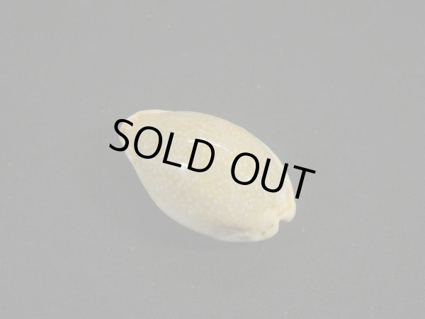 画像2: ツギノコモンダカラ (2)