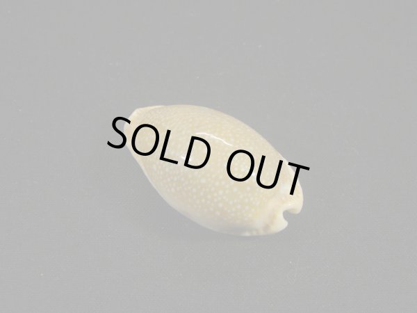 画像2: ツギノコモンダカラ (2)