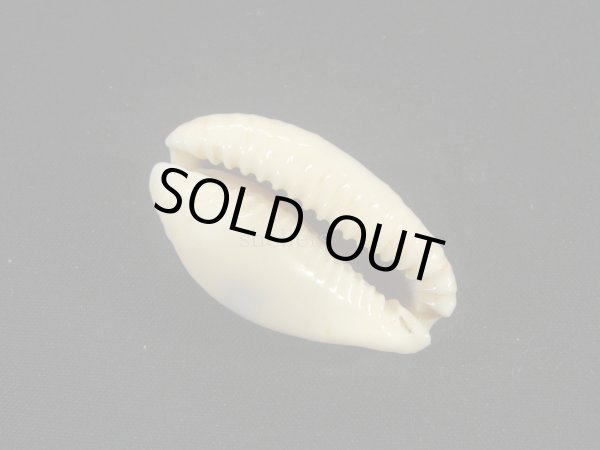 画像3: ツギノコモンダカラ (3)