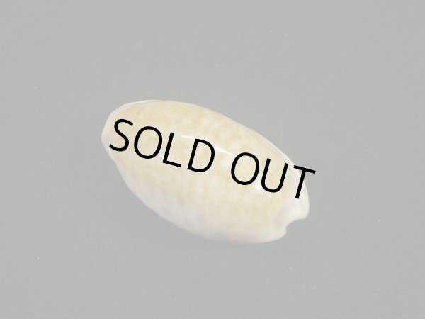 画像2: スソムラサキダカラ (2)