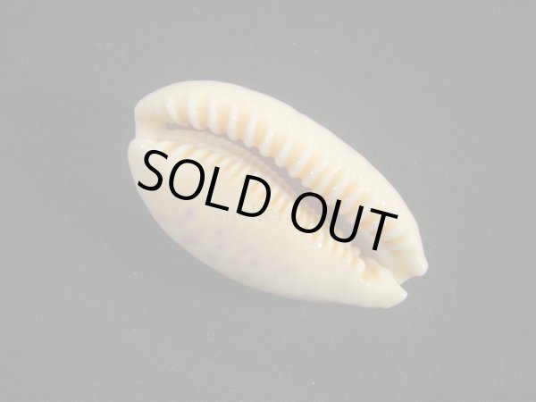 画像3: スソムラサキダカラ (3)