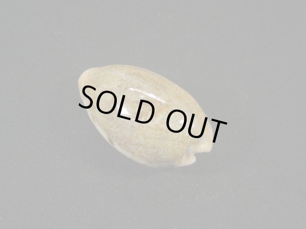 画像2: ニセカバフダカラ (2)