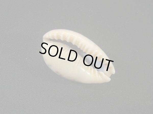 画像3: ニセカバフダカラ (3)