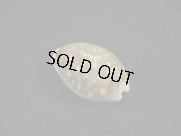 画像2: クロホシキヌタ (2)