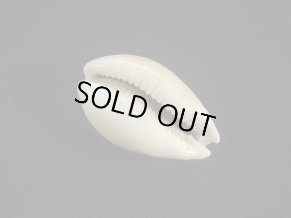 画像3: クロホシキヌタ (3)