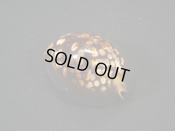 画像2: ハチジョウダカラ　ドワフフォーム (2)