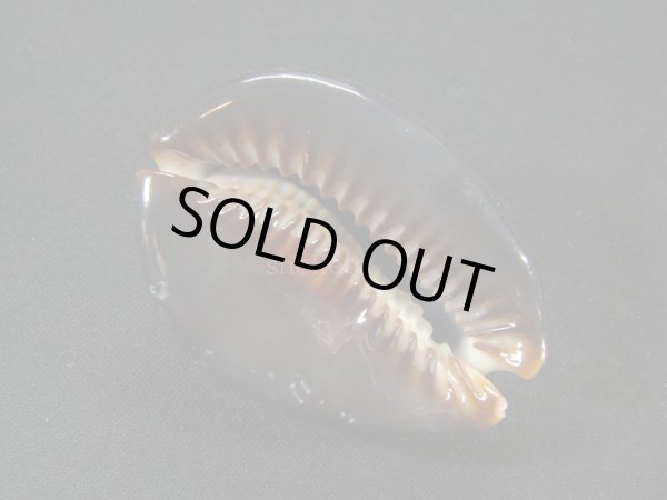 画像3: ハチジョウダカラ　ドワフフォーム (3)