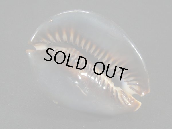 画像3: ハチジョウダカラ (3)