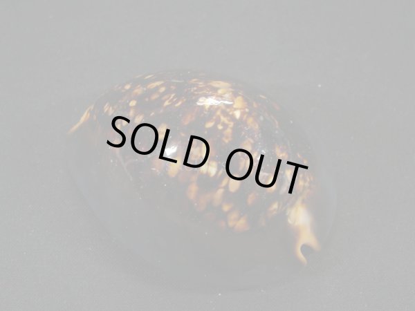 画像2: ハチジョウダカラ　メラネスティック (2)