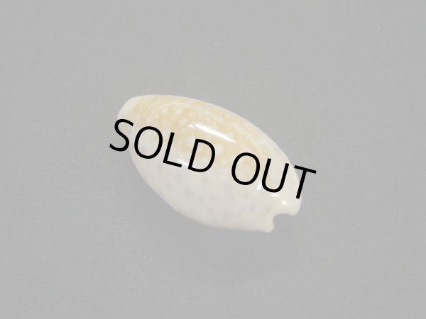 画像2: スソムラサキダカラ 濃色 (2)