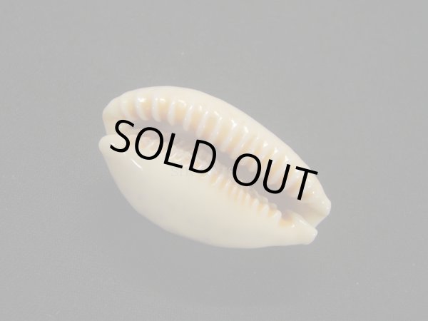 画像3: スソムラサキダカラ 濃色 (3)