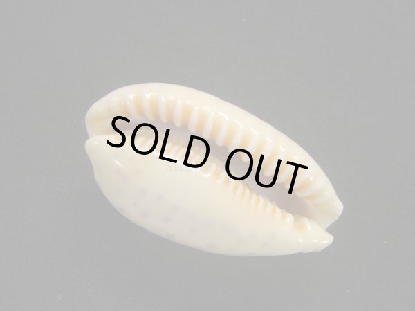 画像3: スソムラサキダカラ 濃色 (3)