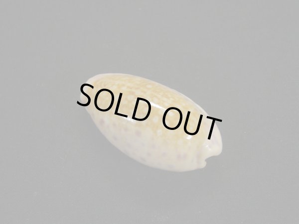 画像2: スソムラサキダカラ 濃色 美品 (2)