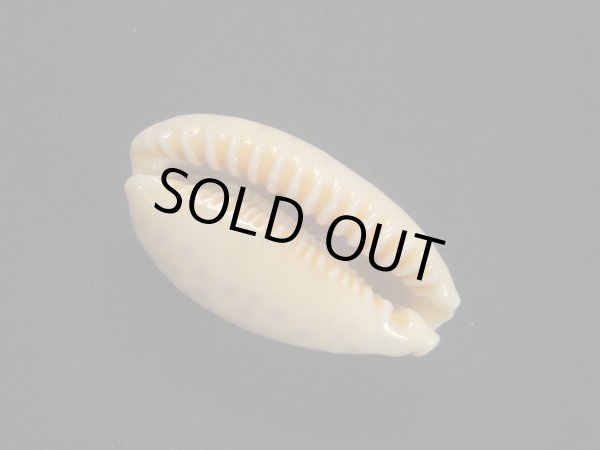 画像3: スソムラサキダカラ 濃色 美品 (3)