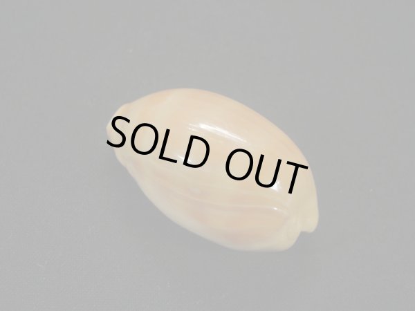 画像2: アフリカクチムラサキダカラ (2)