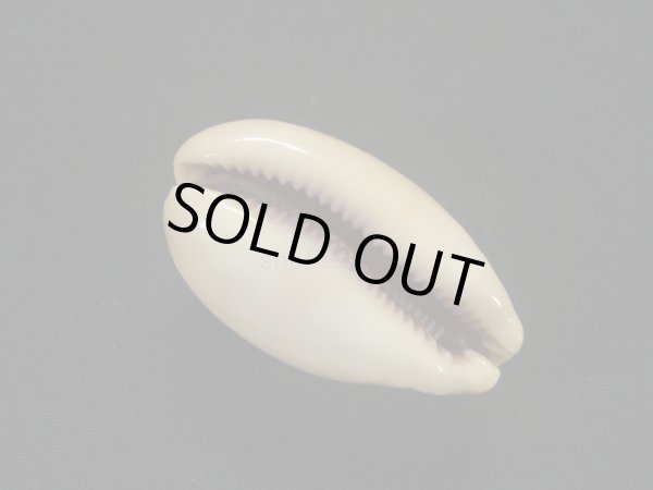 画像3: アフリカクチムラサキダカラ (3)