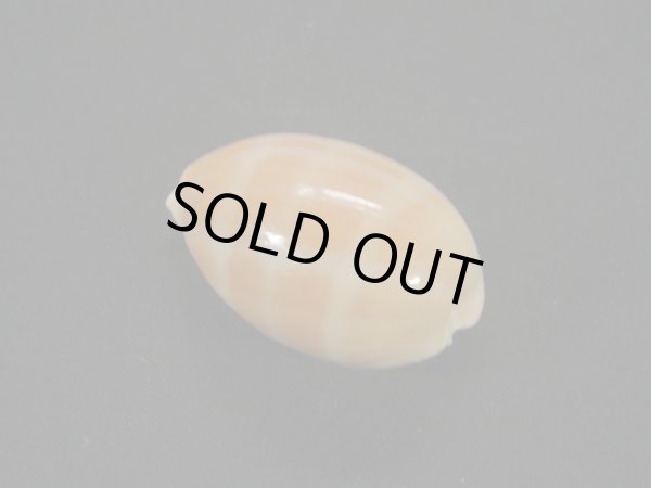 画像2: アフリカクチムラサキダカラ (2)