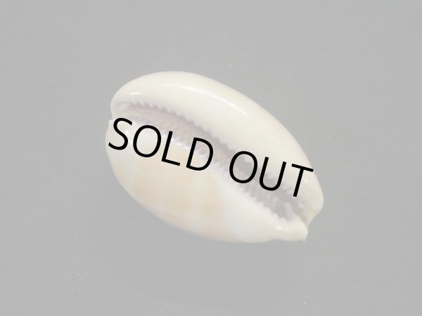 画像3: アフリカクチムラサキダカラ (3)