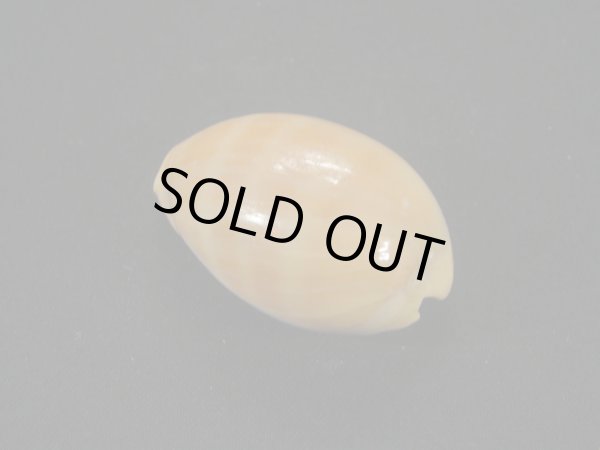 画像2: アフリカクチムラサキダカラ (2)