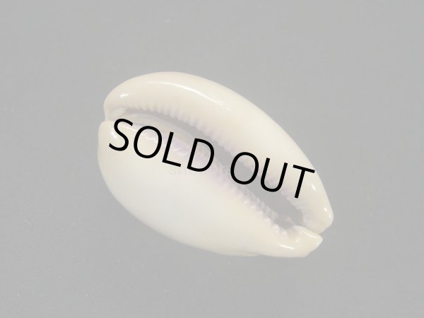 画像3: アフリカクチムラサキダカラ (3)