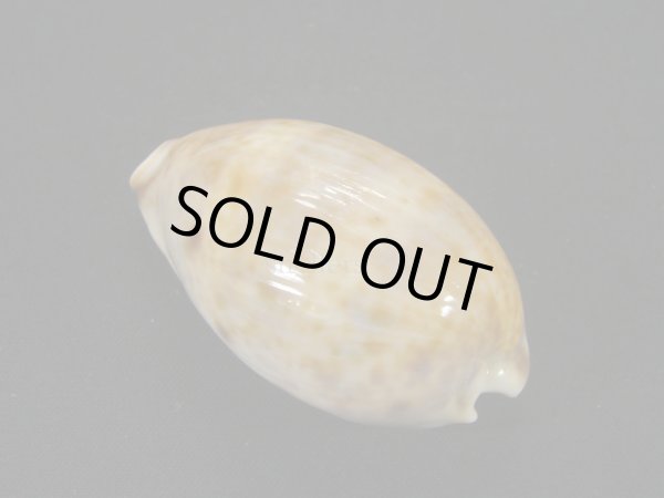 画像2: ヒメホシダカラ (2)