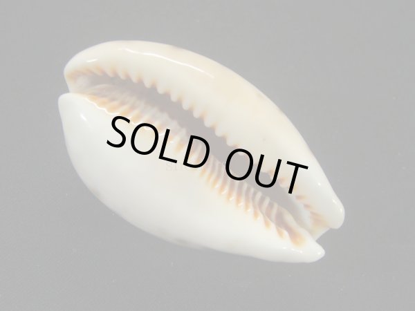 画像3: ヒメホシダカラ (3)