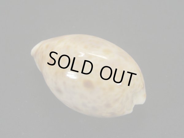 画像2: ヒメホシダカラ (2)