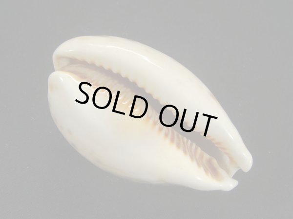 画像3: ヒメホシダカラ (3)