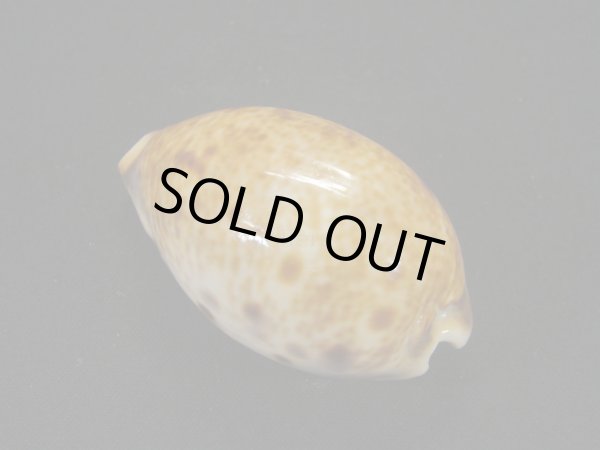 画像2: ヒメホシダカラ 濃色 (2)