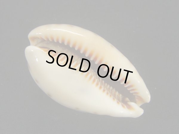 画像3: ヒメホシダカラ 濃色 (3)