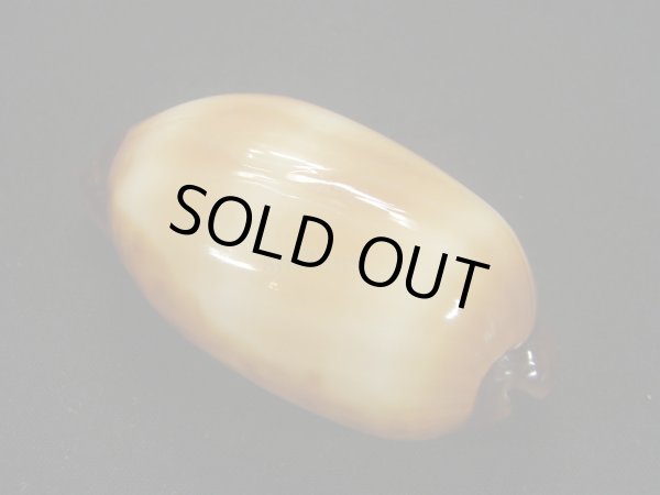 画像2: タルダカラ (2)