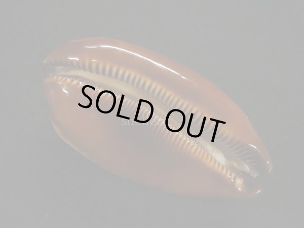 画像3: タルダカラ (3)