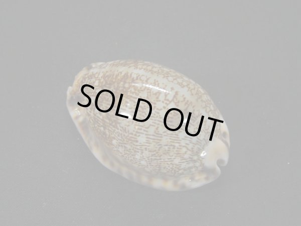 画像2: フクレヤクシマダカラ(ヤクシマダカラ フォームギバ)美品 (2)