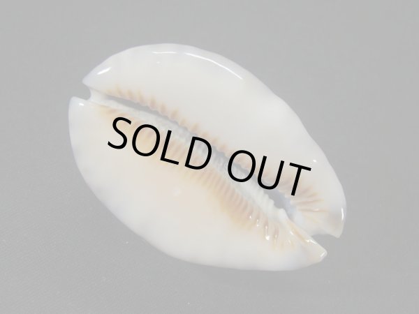 画像3: フクレヤクシマダカラ(ヤクシマダカラ フォームギバ)美品 (3)