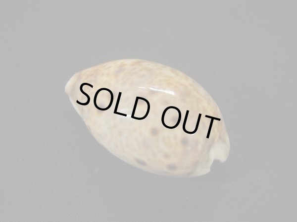 画像2: ニシノヒメホシダカラ (2)