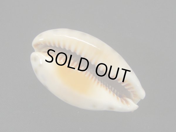 画像3: ニシノヒメホシダカラ (3)