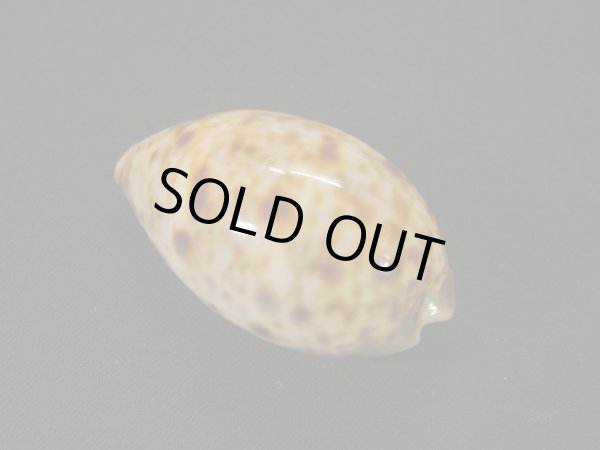 画像2: ニシノヒメホシダカラ (2)