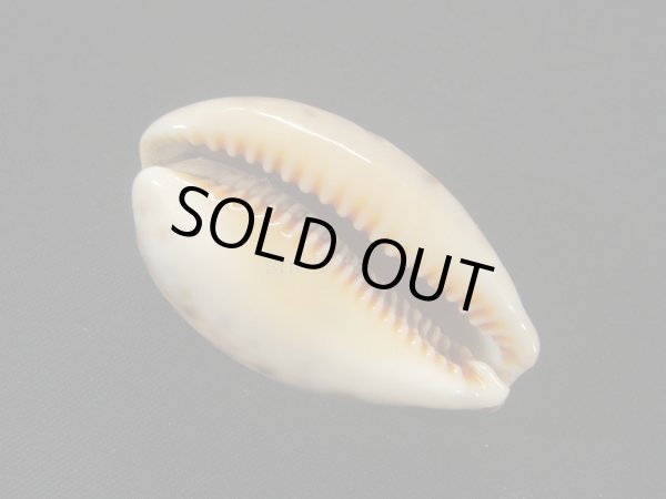 画像3: ニシノヒメホシダカラ (3)