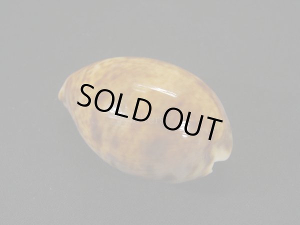 画像2: ニシノヒメホシダカラ 濃色 美品 (2)