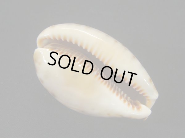 画像3: ニシノヒメホシダカラ 濃色 美品 (3)