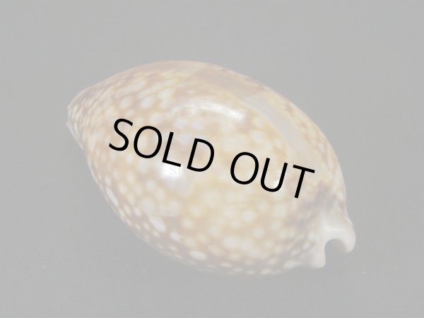 画像2: シカダカラ(キューバ産) (2)