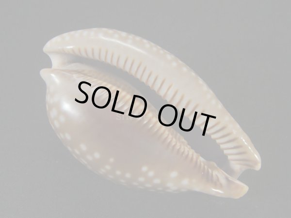 画像3: シカダカラ(キューバ産) (3)