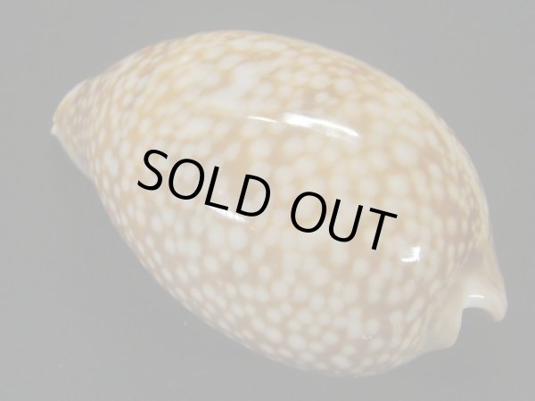 画像2: シカダカラ 口唇部フリーク (2)