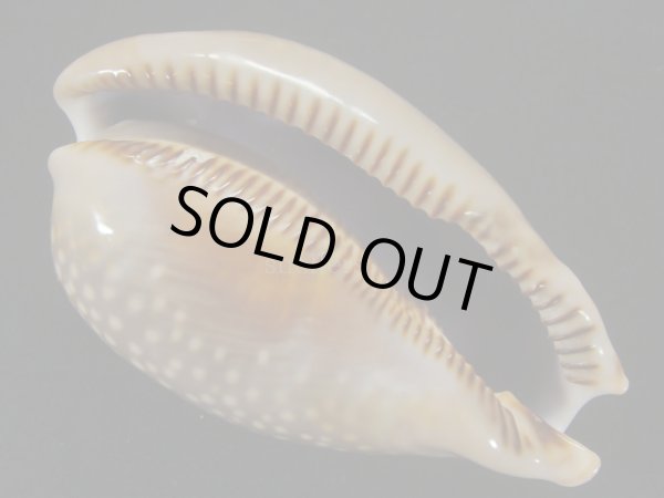 画像3: シカダカラ 口唇部フリーク (3)