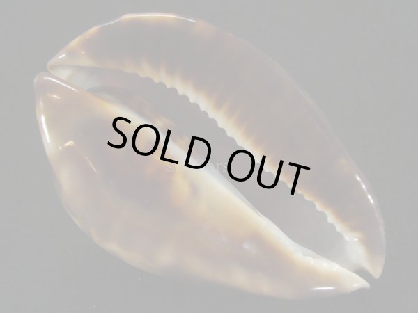 画像3: ベルコイクロガネダカラ (3)