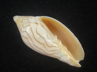 ソデボラ・ガクフボラ類 - Kaiショップ