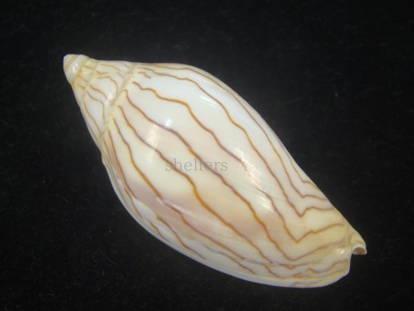 画像2: エリオットモクメボラ(Amoria undulata f. ellioti) (2)