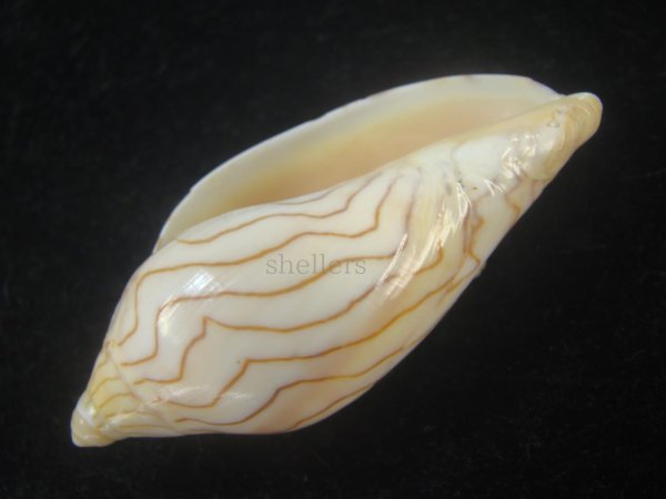 画像3: エリオットモクメボラ(Amoria undulata f. ellioti) (3)