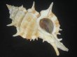 画像1: ハッキガイ(Siratus pliciferoides) 大　老成　美品 (1)