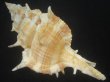 画像2: ハッキガイ(Siratus pliciferoides) 大　老成　美品 (2)